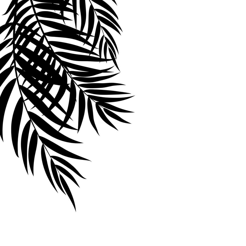 beautifil, palmera, hoja, silueta, plano de fondo, vector, ilustración vector