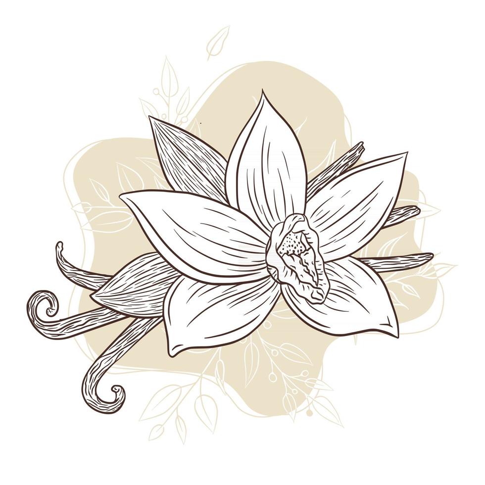 Vanilla Spice Engraved Illustration Line Art vector