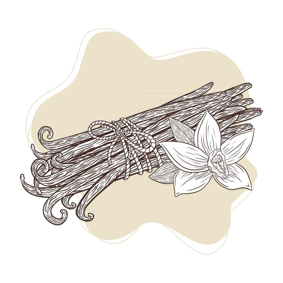 Vanilla Flower and Sticks Tied Bunch Engraved Illustration vector