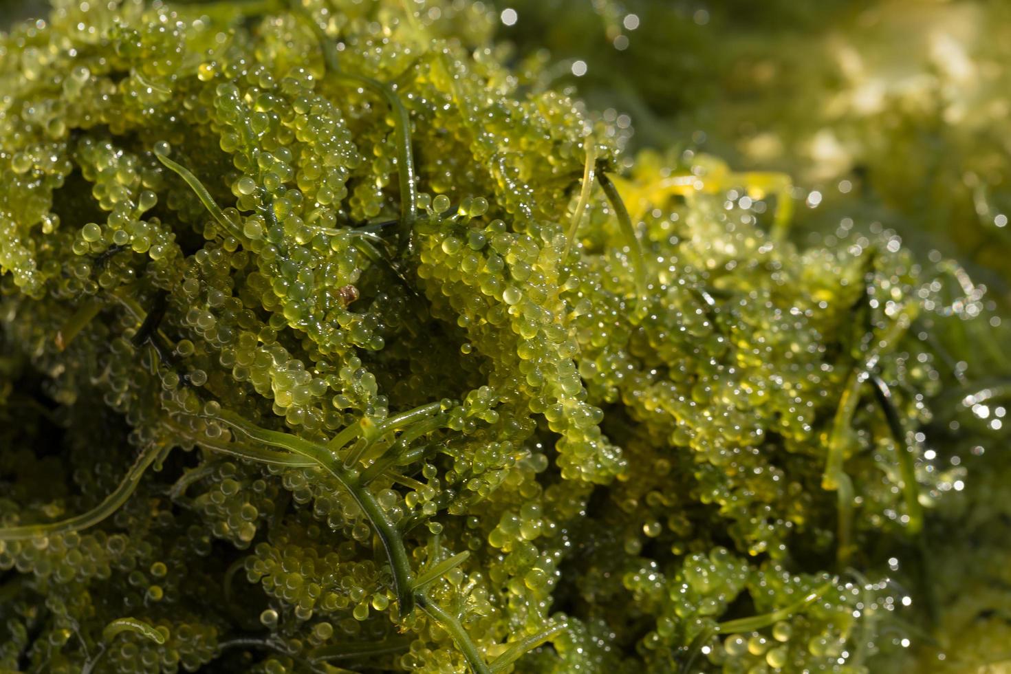 uvas de mar caviar verde algas marinas comida sana foto