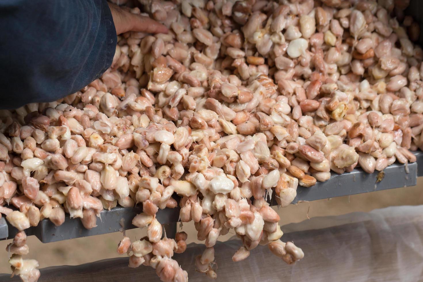 Raw Cocoa beans, Fresh cocoa beans in box photo