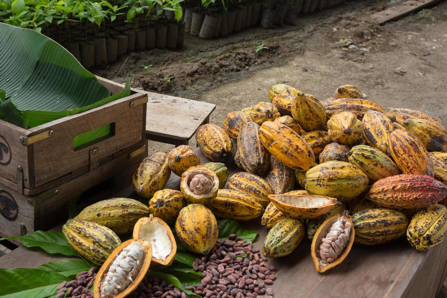 Granos de cacao crudos y mazorcas de cacao sobre una superficie de madera foto