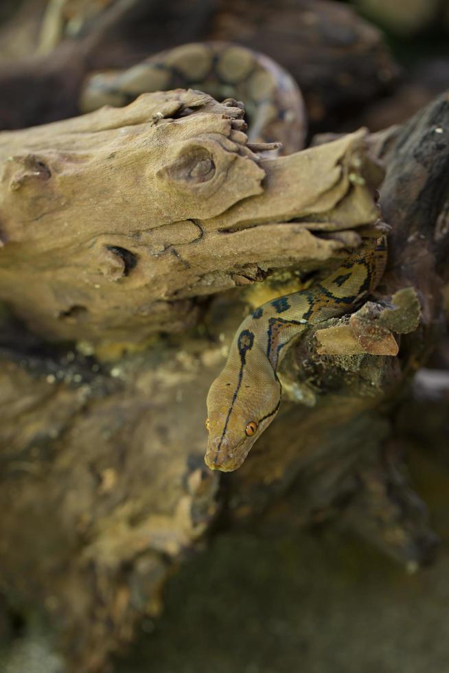 retrato de boa, serpiente boa constrictor en la rama de un árbol foto