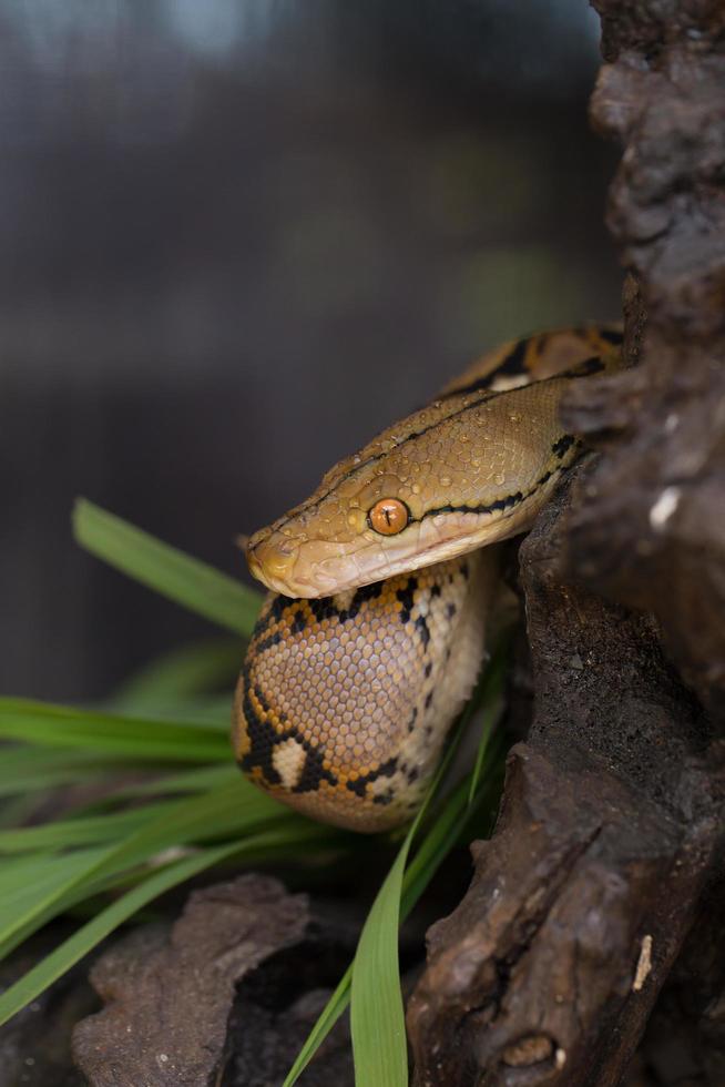 retrato de boa, serpiente boa constrictor en la rama de un árbol foto