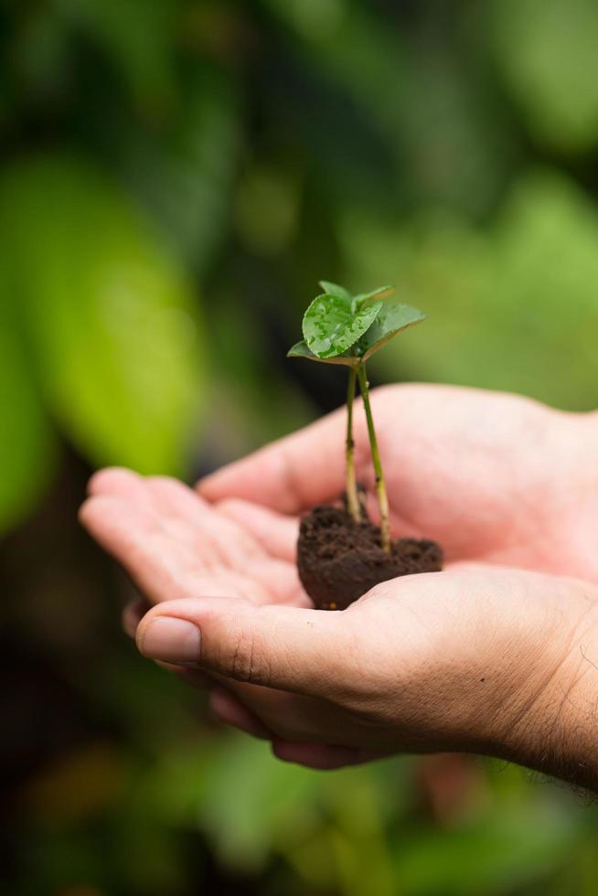 Imagen de manos masculinas trasplantando plantas jóvenes. foto