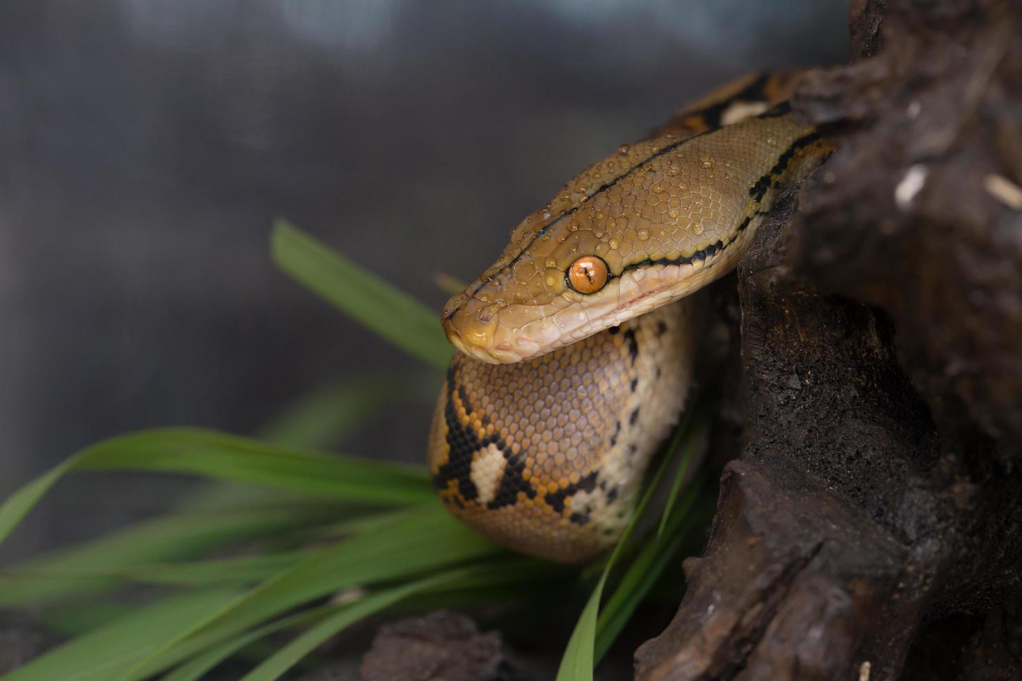 Boa portrait, Boa constrictor snake on tree branch photo