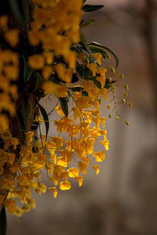 dendrobium lindleyi steud. hermosa orquídea dorada en el norte de tailandia foto
