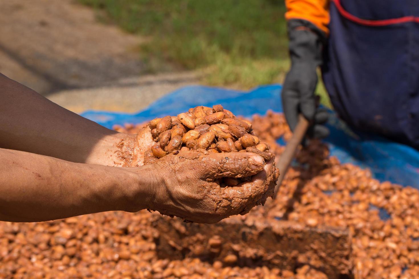 Fermented and fresh cocoa-beans lying on hand photo