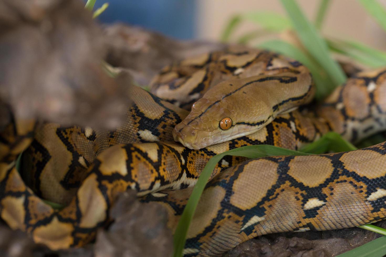 retrato de boa, serpiente boa constrictor en la rama de un árbol foto