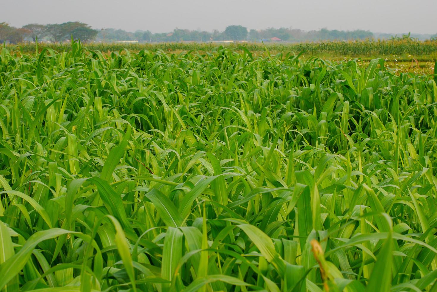 Young maize field,Corn field in early morning light photo
