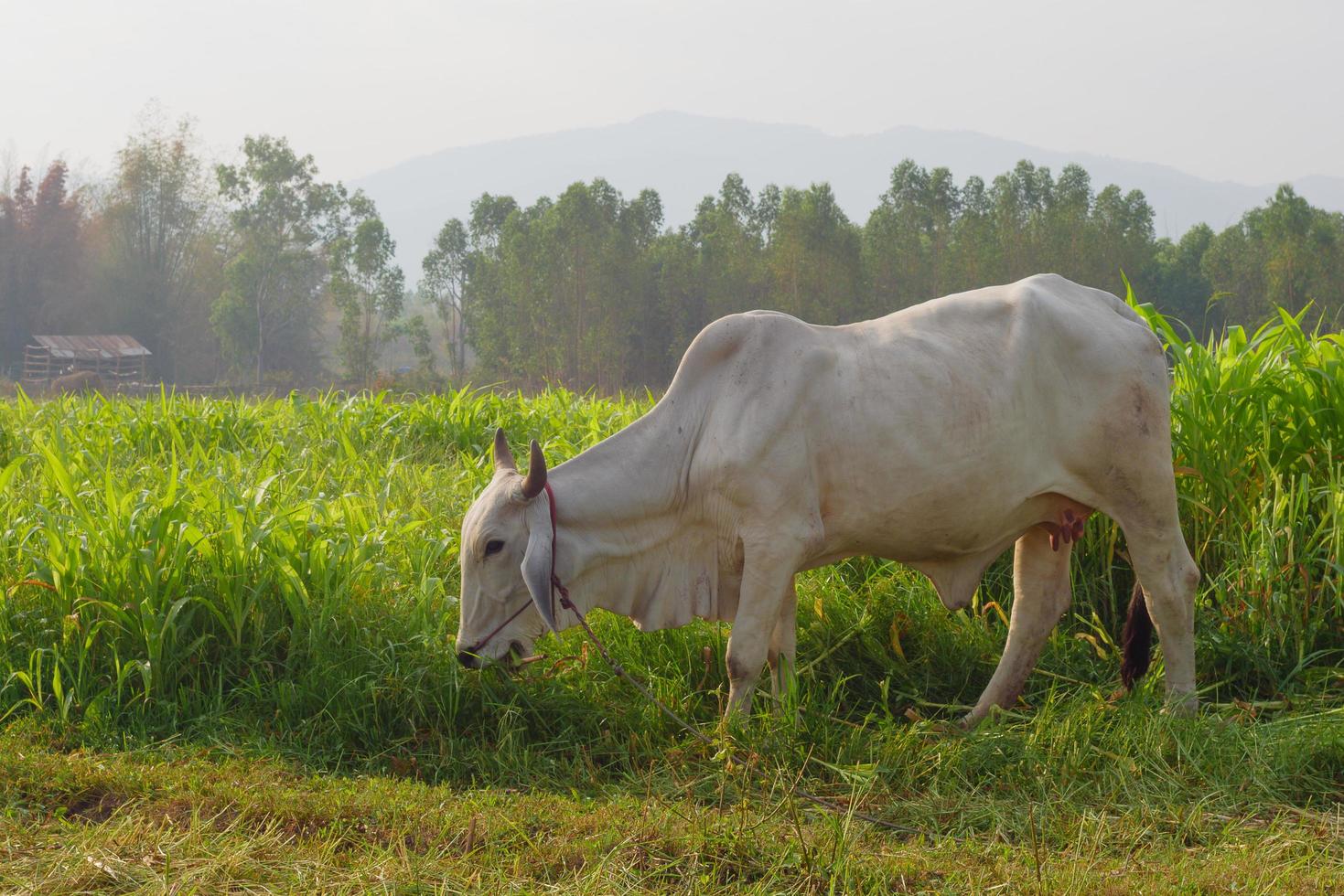 Cows grazing on the edge of the cornfield in a Morning light photo