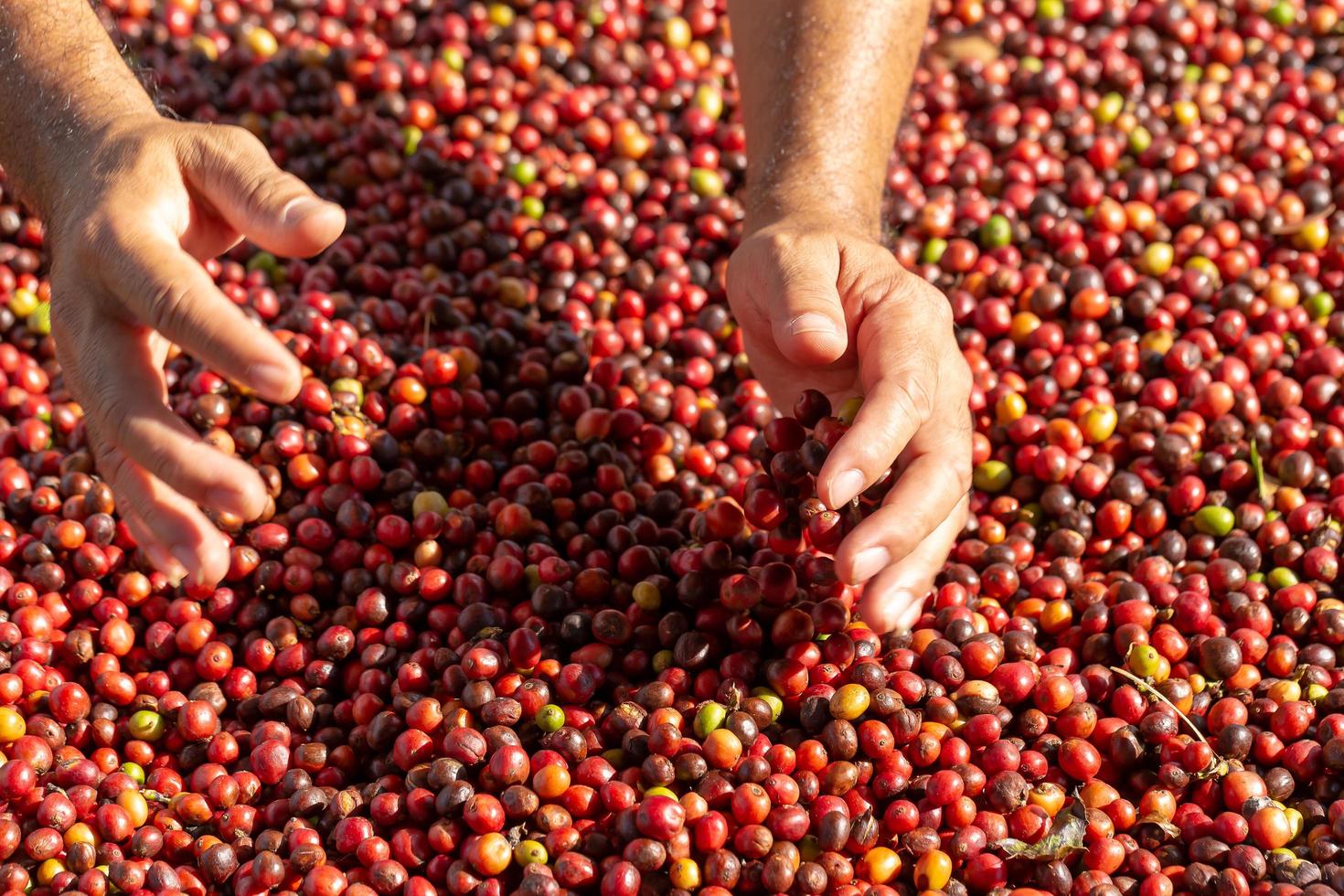 granos de café rojos bayas en la mano y proceso de secado foto