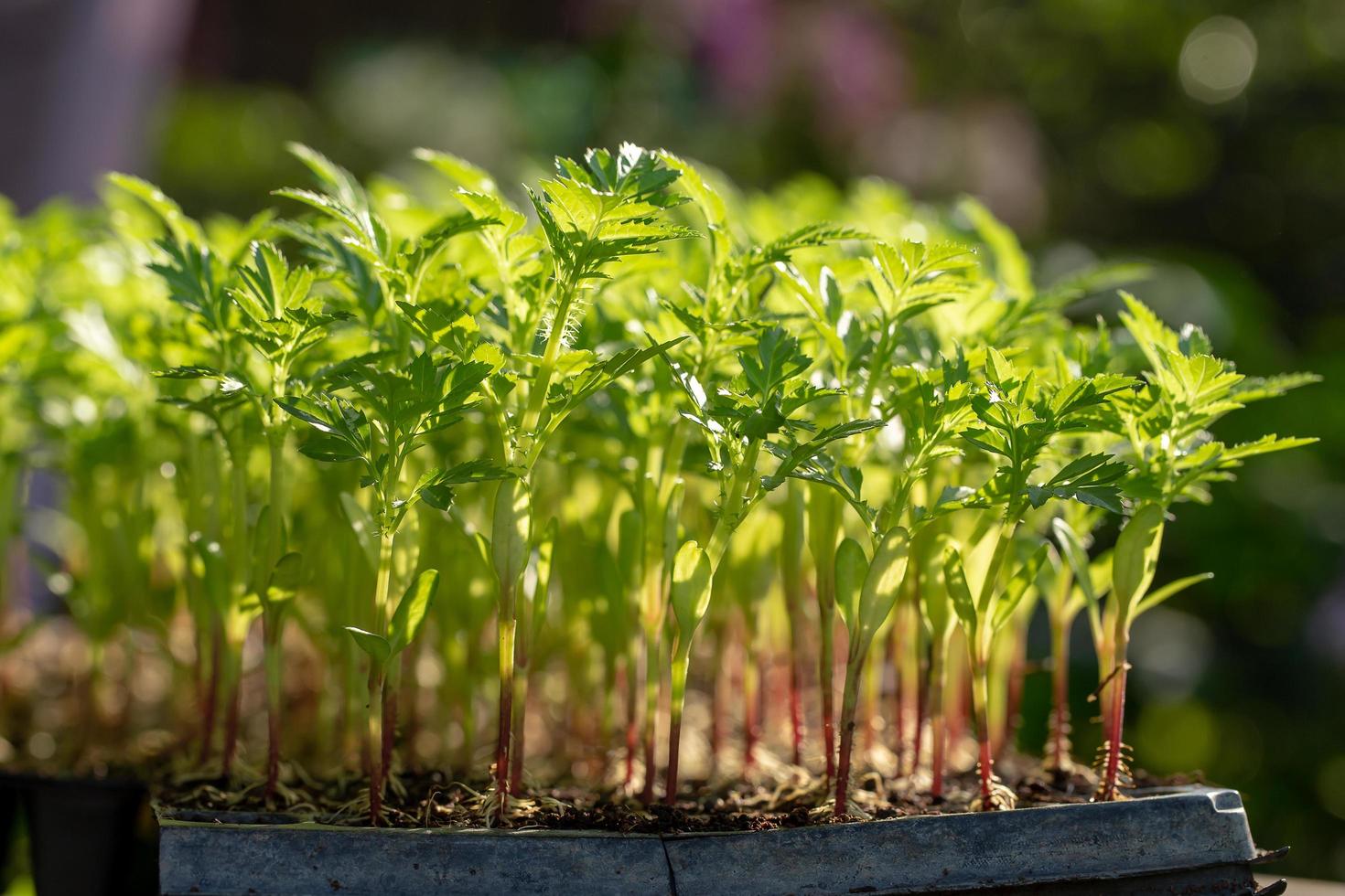 Finas herbes botánica planta detalle de hojas de plantas de hierbas verdes frescas foto