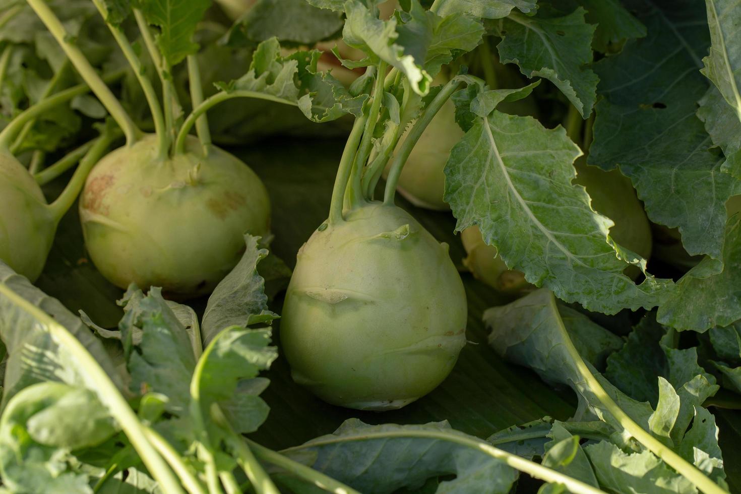 Kohlrabi cabbage or turnip plant growing in in the garden photo