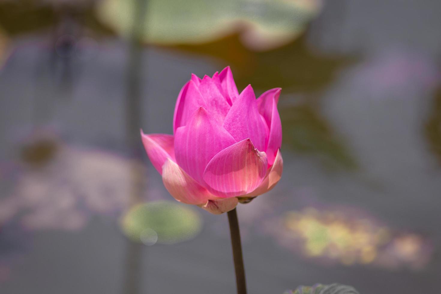 Pink Lotus flower and Lotus flower plants, selective color and focus photo