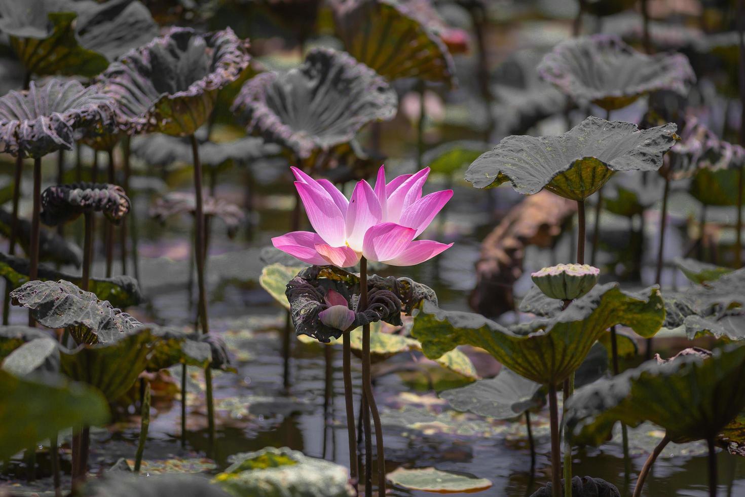 flor de loto rosa y plantas de flor de loto, color selectivo y enfoque foto