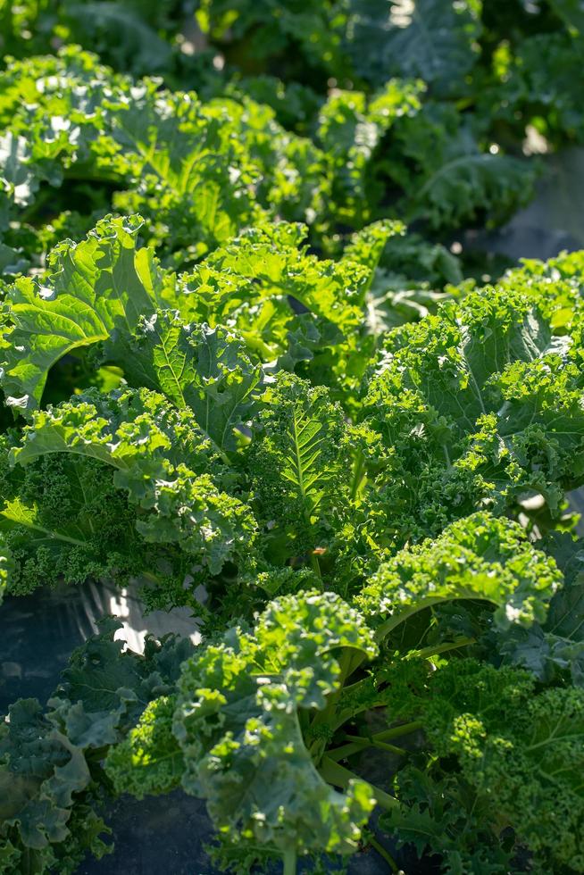 hojas verdes frescas de col rizada. planta de hojas de vegetales verdes foto