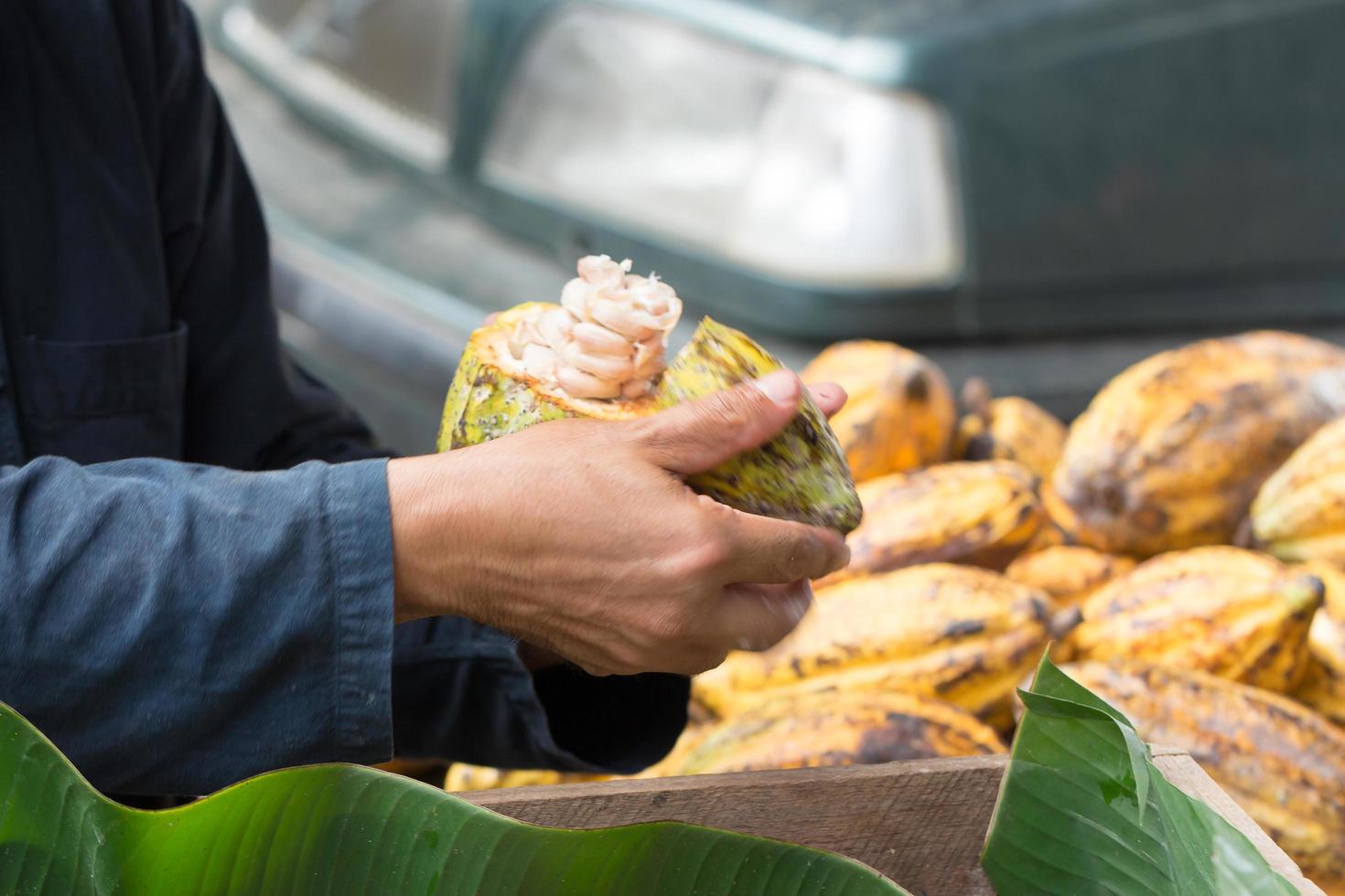 Granos de cacao frescos en la mano de un agricultor. foto