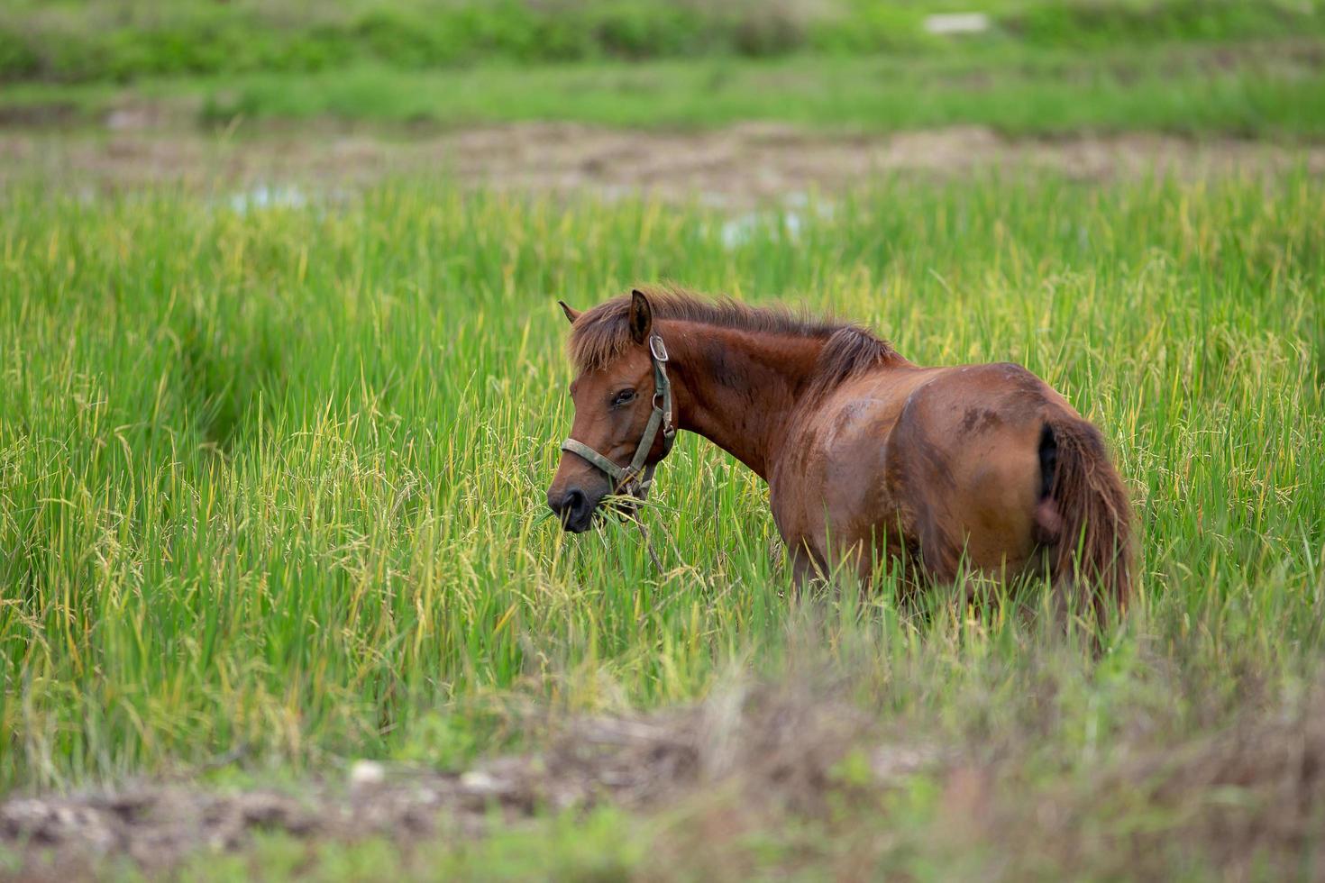 caballo marrón en el prado foto