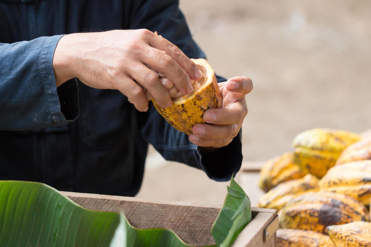 Granos de cacao frescos en la mano de un agricultor. foto