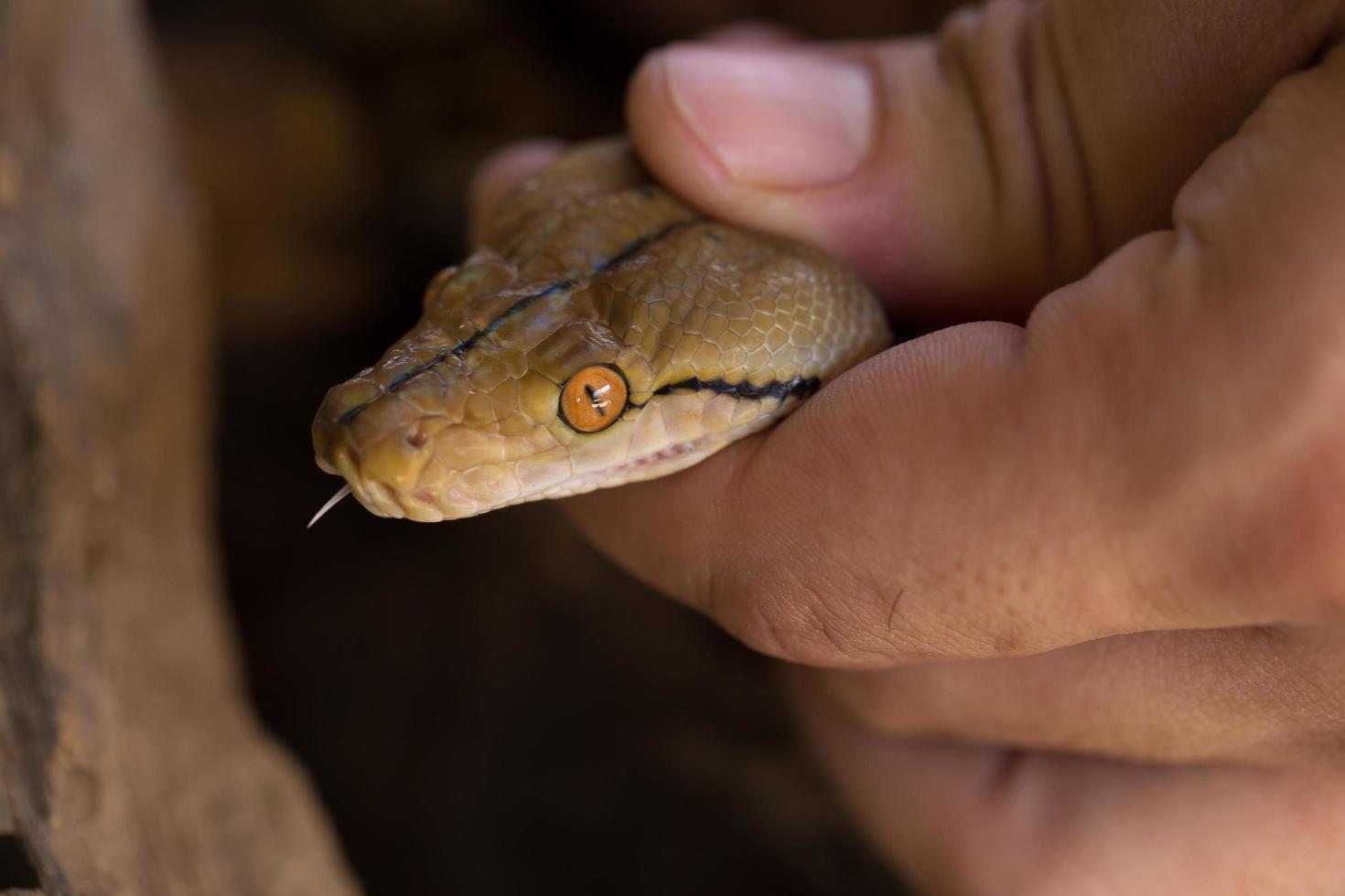 Hand holding the hand Ball Python snake photo