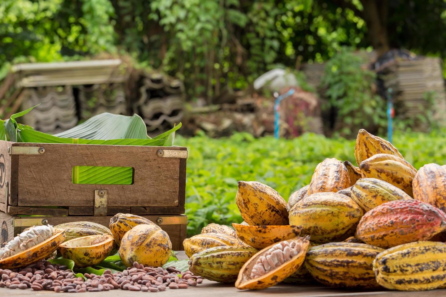 Granos de cacao crudos y mazorcas de cacao sobre una superficie de madera foto