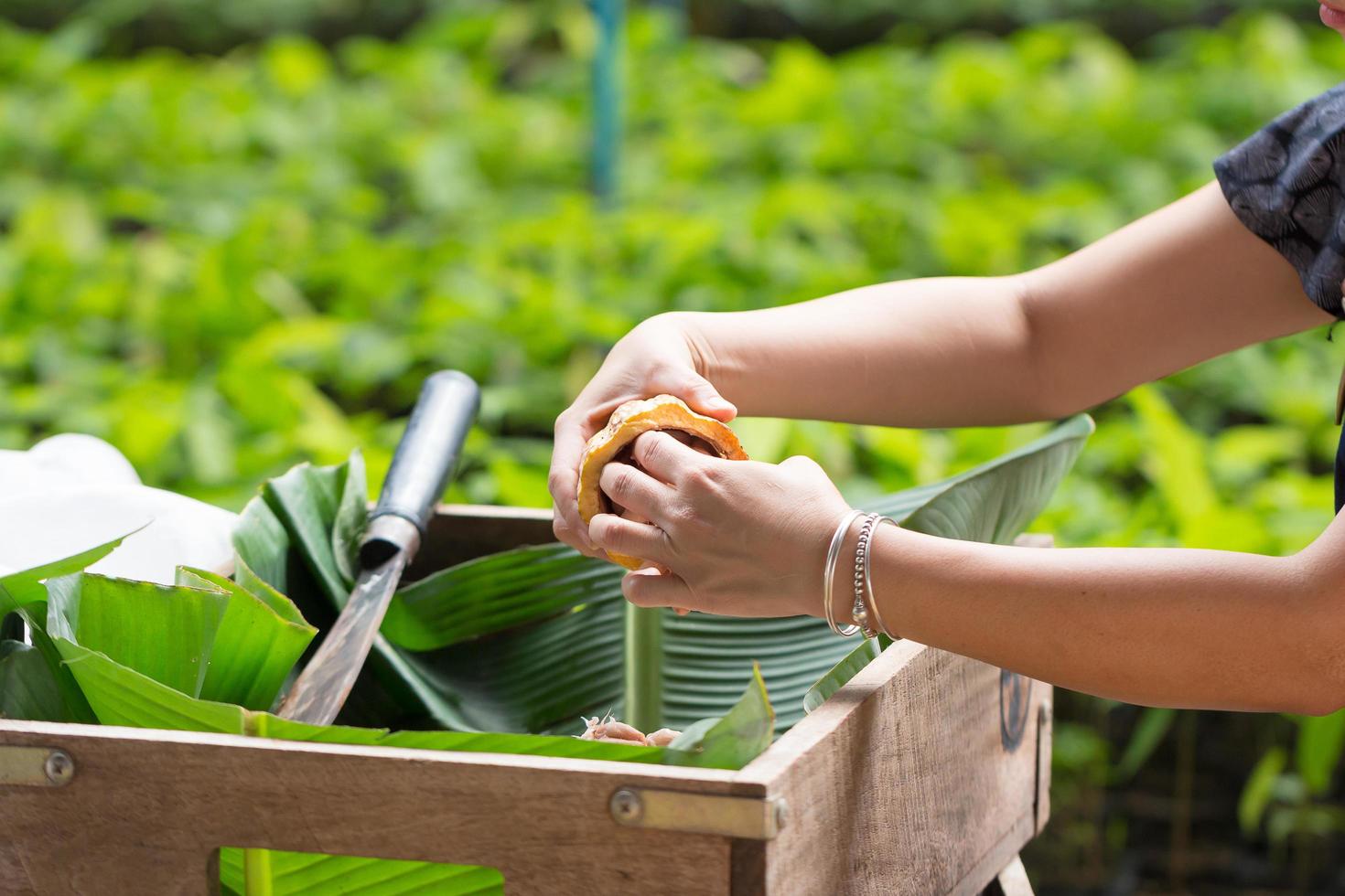 Fresh cocoa beans in the hand of a farmer photo