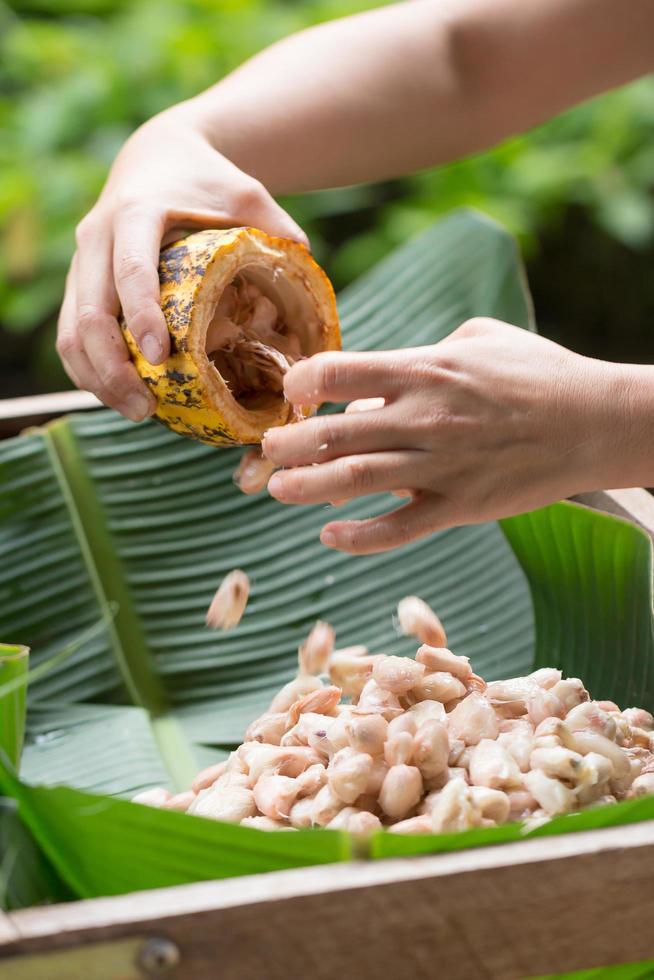 Granos de cacao frescos en la mano de un agricultor. foto