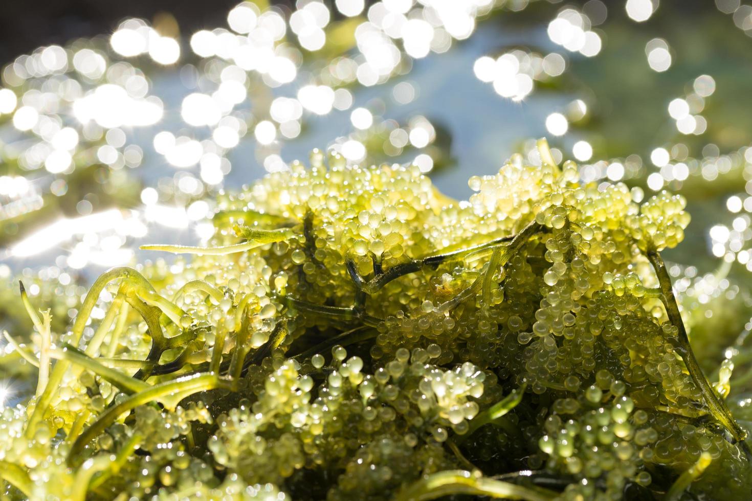 Sea grapes green caviar seaweed Healthy food photo