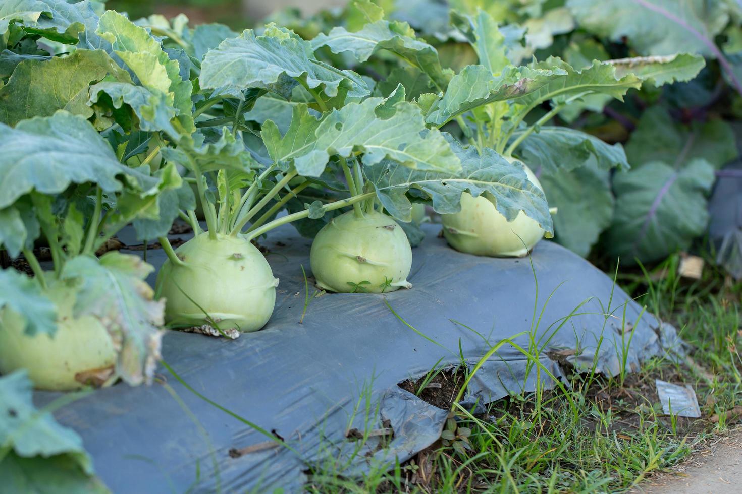 Kohlrabi cabbage or turnip plant growing in the garden photo