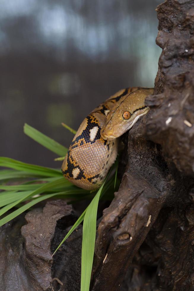 retrato de boa, serpiente boa constrictor en la rama de un árbol foto