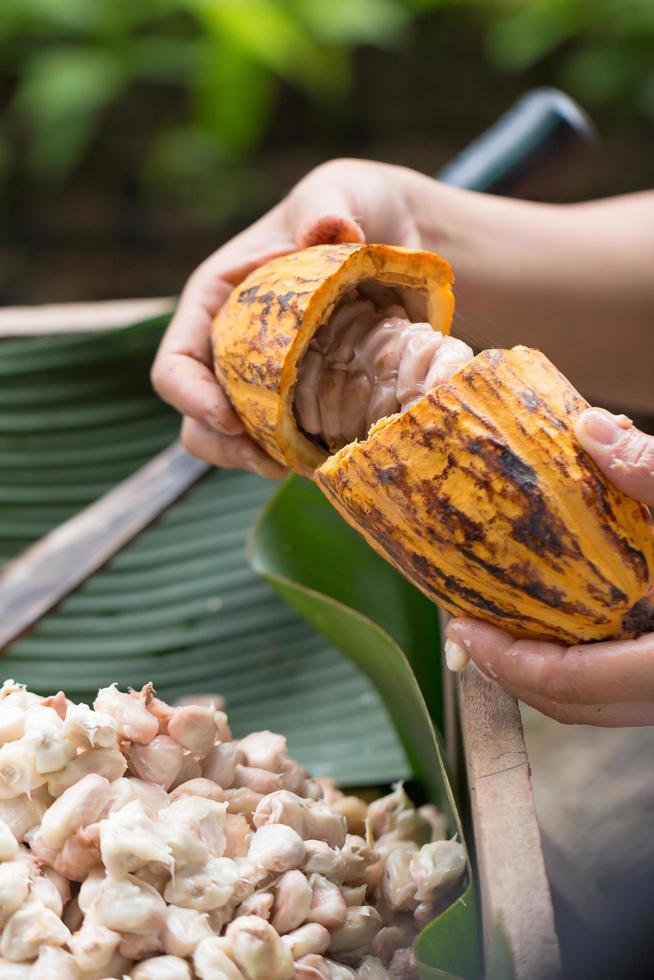 Granos de cacao frescos en la mano de un agricultor. foto