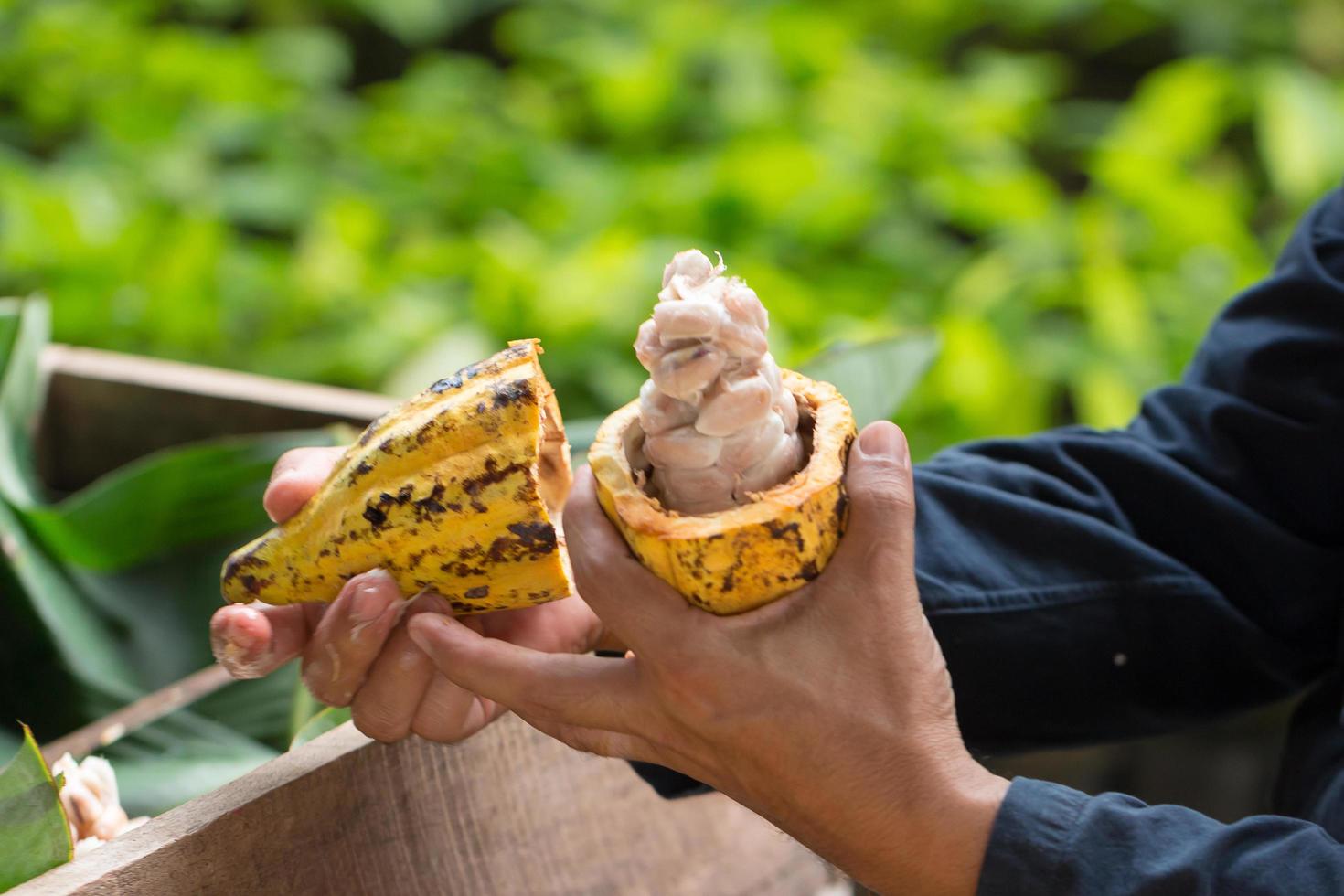 Granos de cacao frescos en la mano de un agricultor. foto