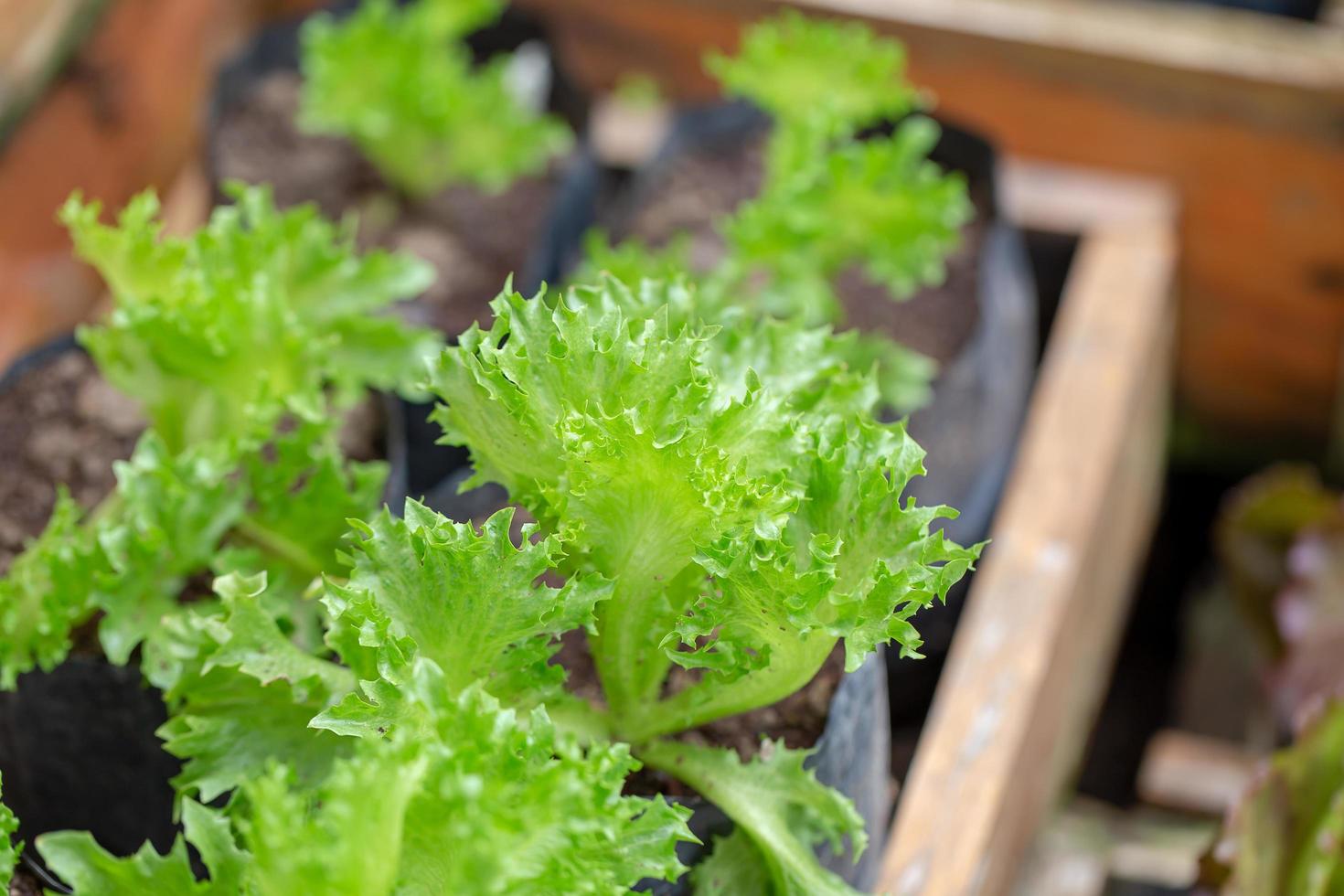 hojas de lechuga verde fresca, ensaladas de alimentos orgánicos vegetales. foto