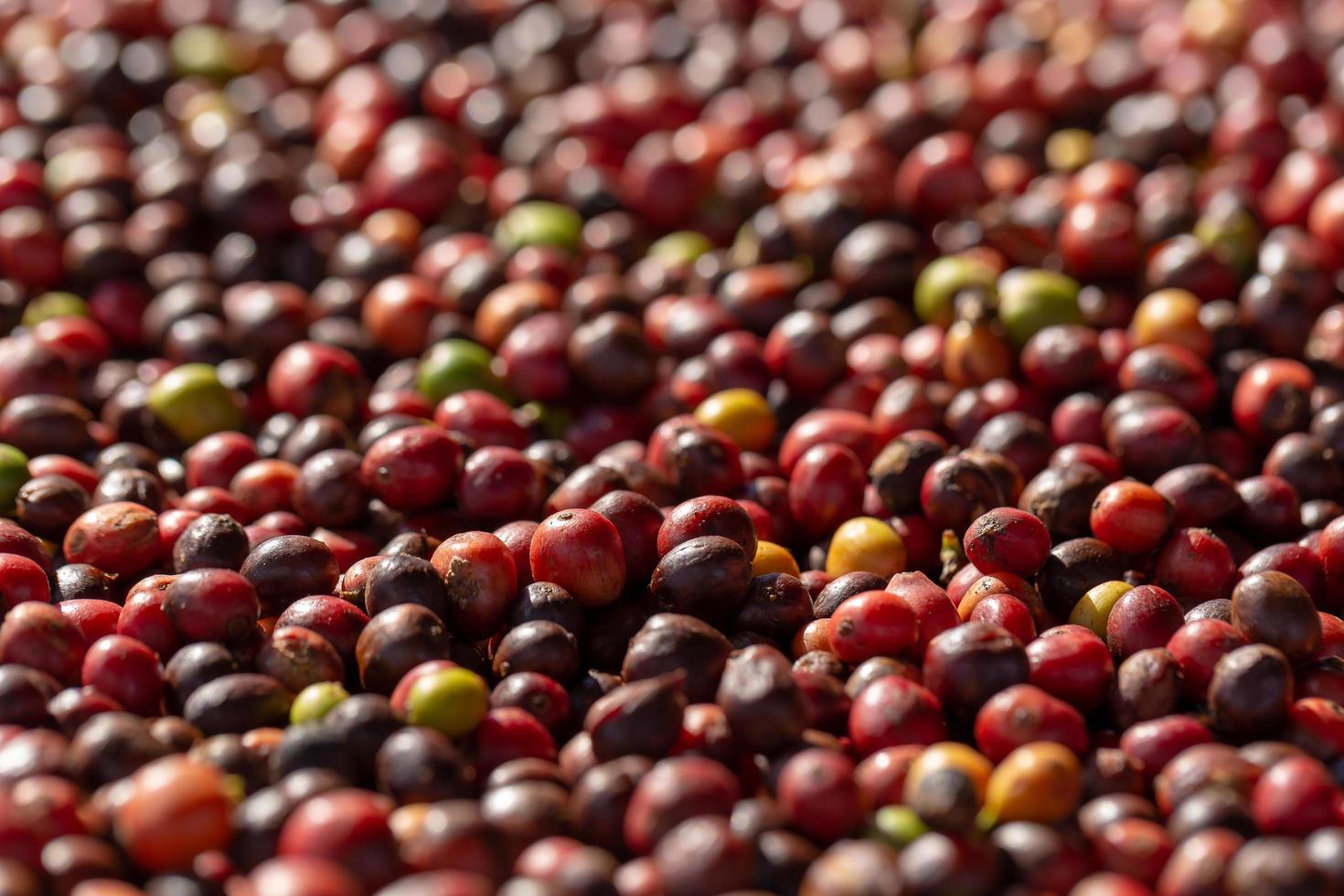 Fresh Arabica Red Coffee beans berries and Drying Process photo