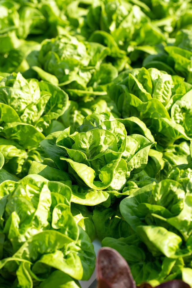 Fresh Butterhead lettuce leaves, Salads vegetable hydroponics farm photo