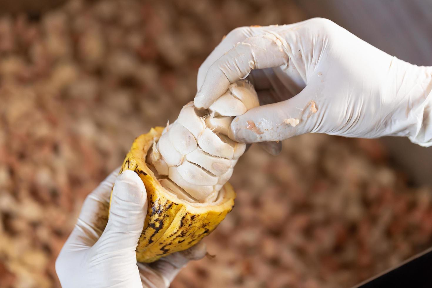 hombre que sostiene una fruta de cacao madura con frijoles dentro. foto