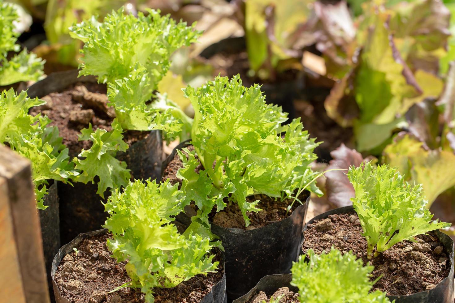 Fresh Frillice Iceberg lettuce leaves, Salads vegetable hydroponics farm photo