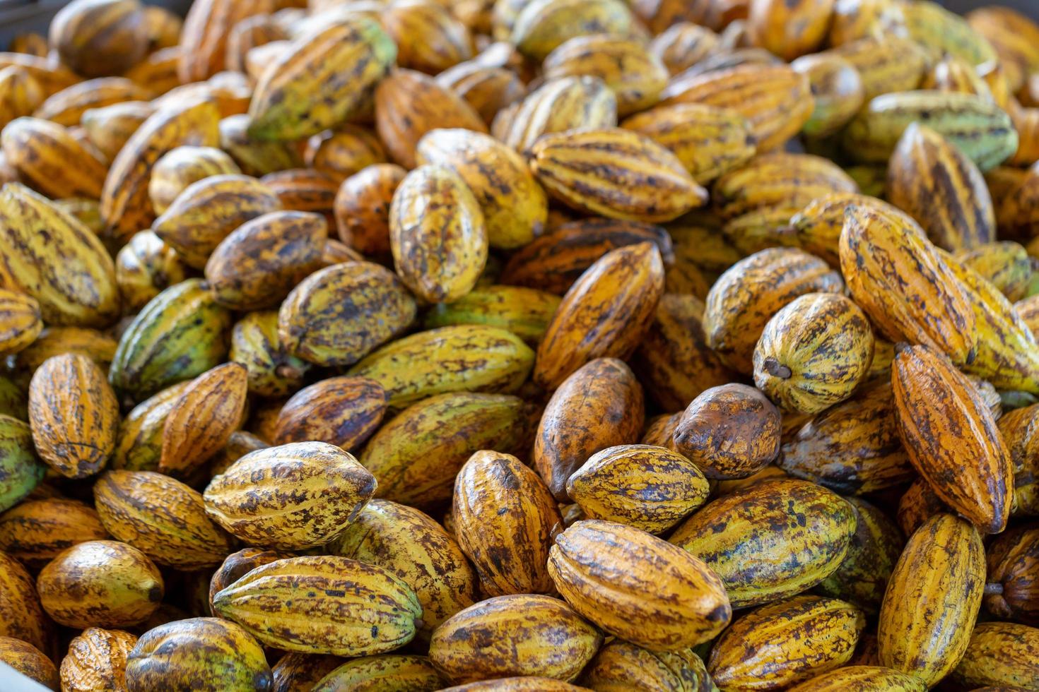 Cacao fruit, raw cacao beans and Cocoa pod background photo