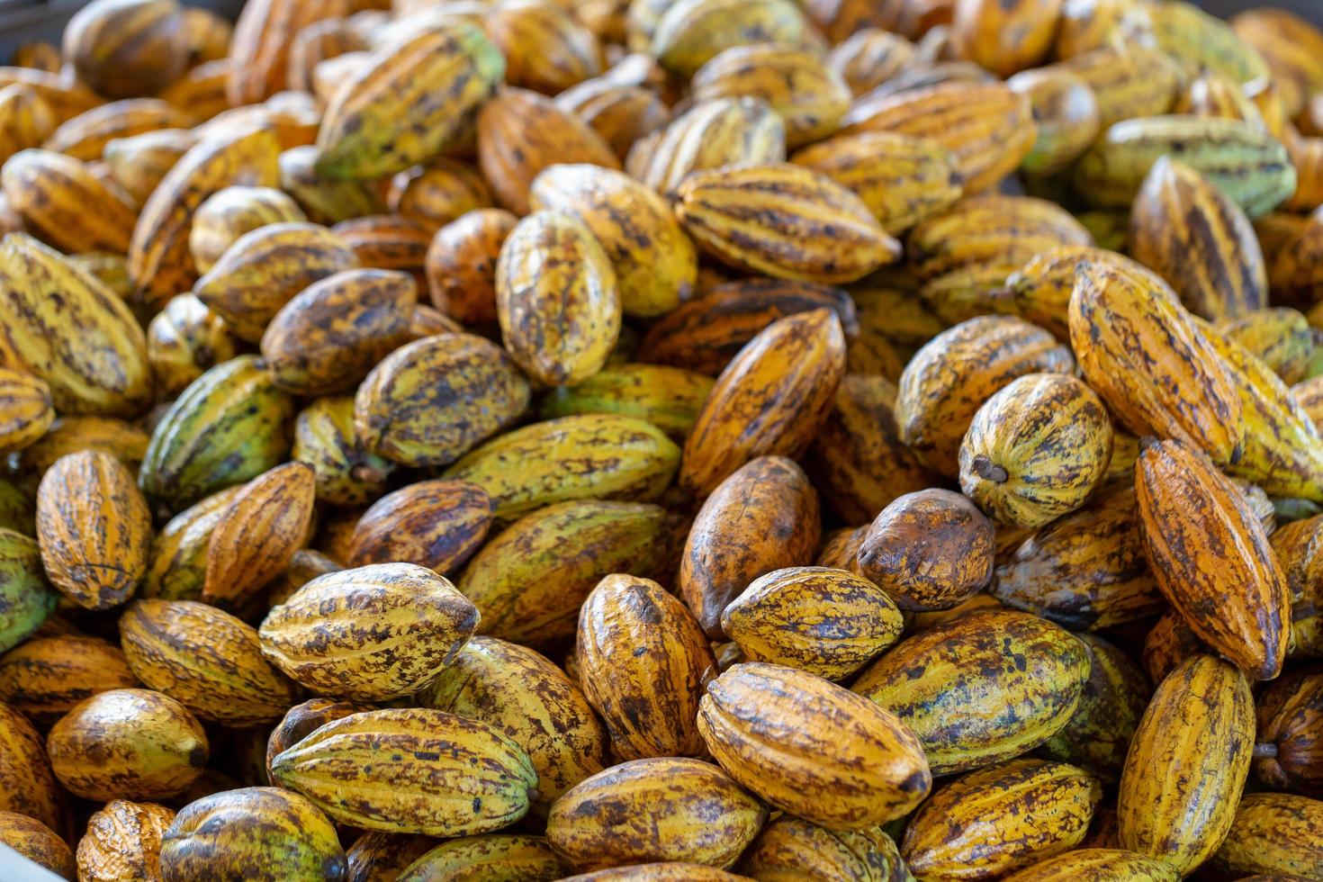 Fruta de cacao, granos de cacao crudos y fondo de mazorcas de cacao foto