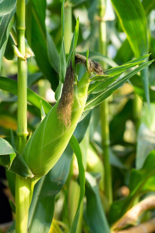 Maíz amarillo en hojas verdes en un campo agrícola foto