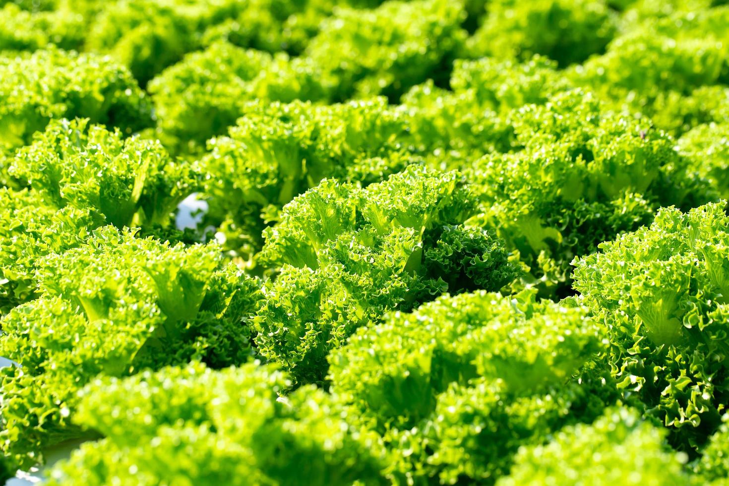 Frillice frescas hojas de lechuga iceberg, ensaladas granja hidropónica vegetal foto