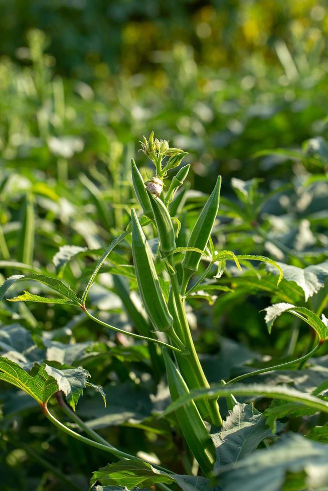 plantas de okra y frutas vegetales de okra foto