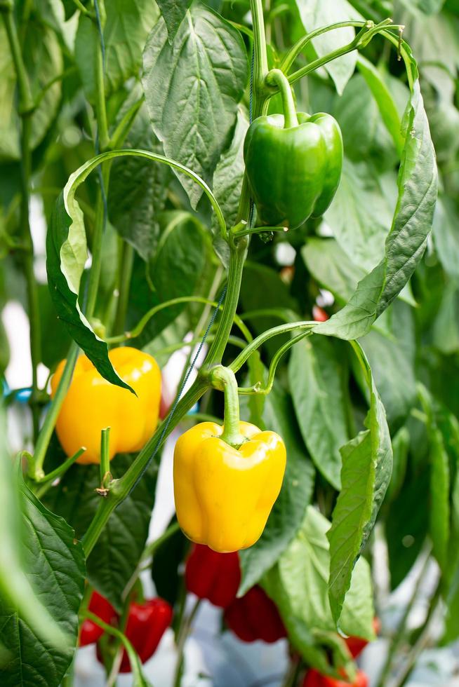 Yellow and Green bell peppers hanging on tree in farm photo