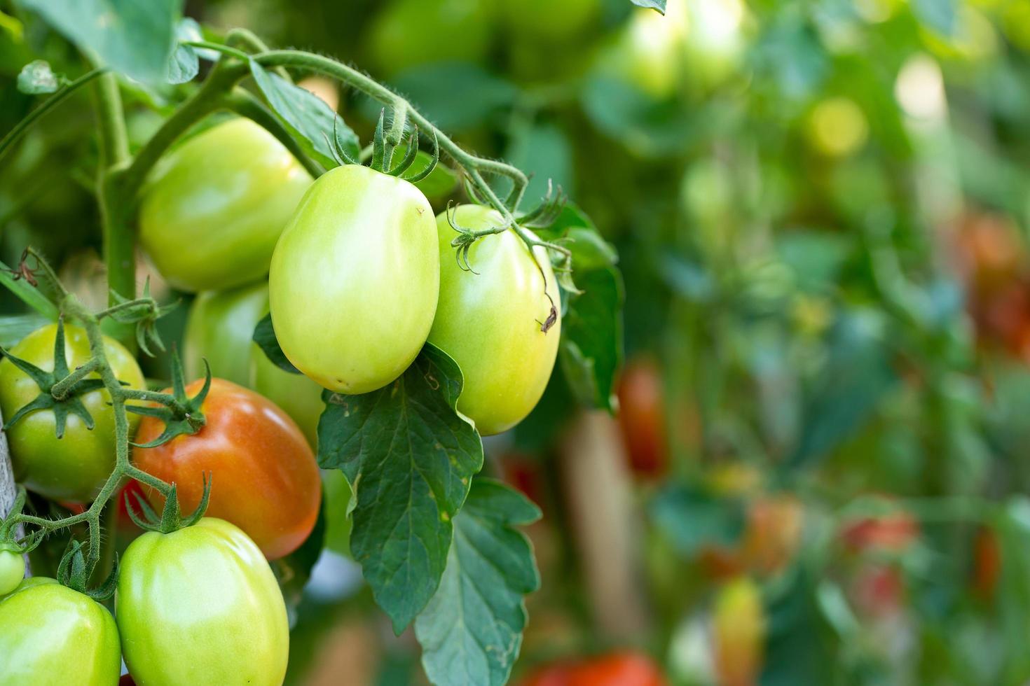 Los tomates rojos maduros cuelgan del árbol del tomate en el jardín foto