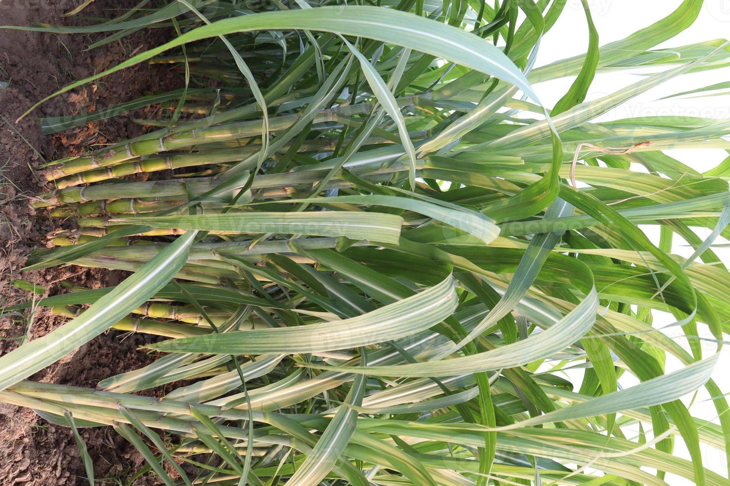 sugarcane farm on field for harvest photo