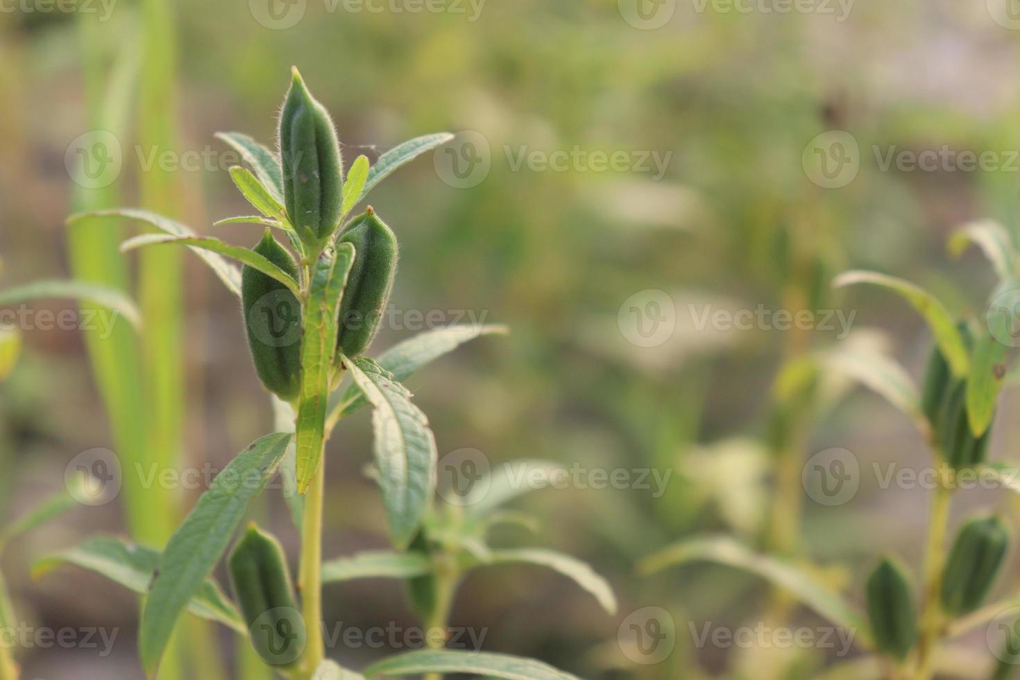 healthy and green sesame farm photo