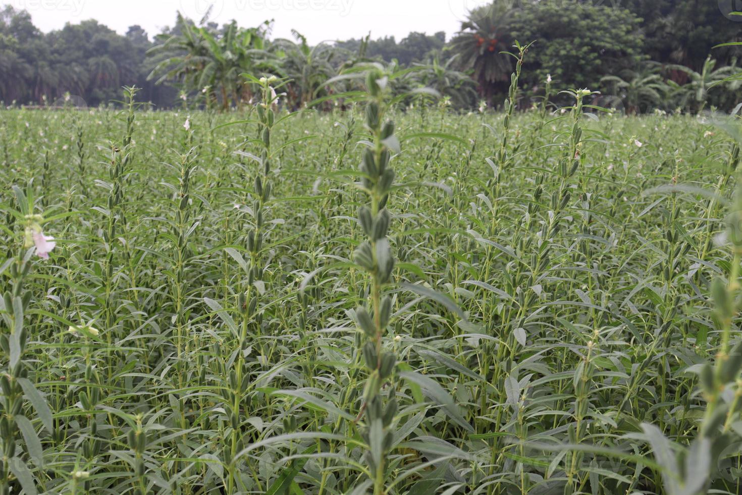 healthy and green sesame farm photo