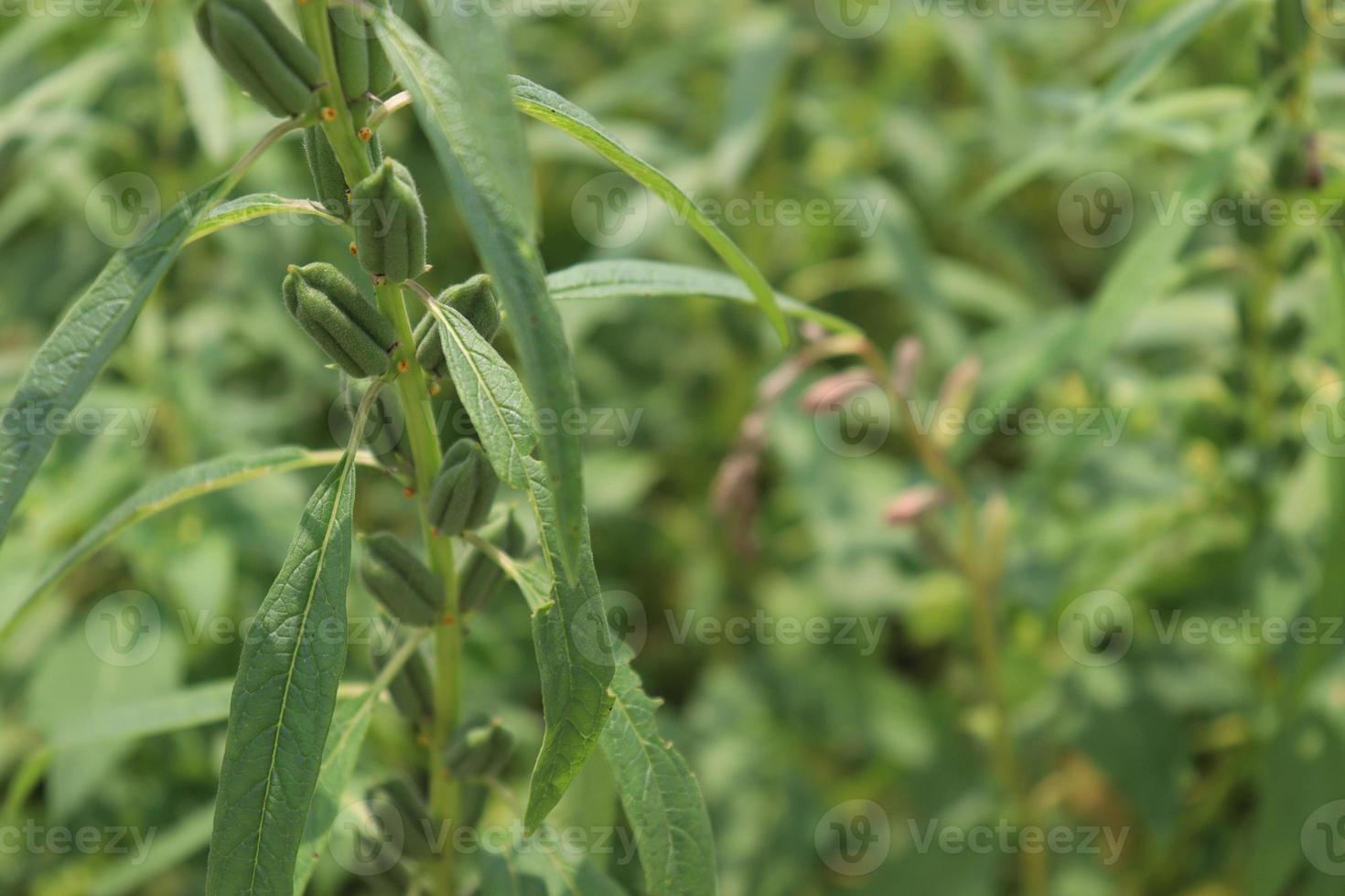 healthy and green sesame farm photo