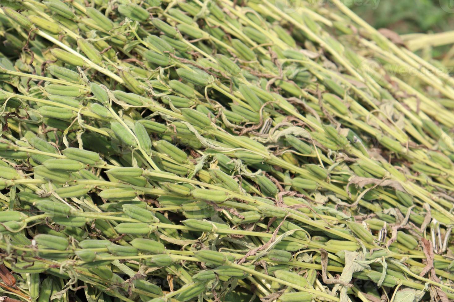 healthy and green sesame farm photo